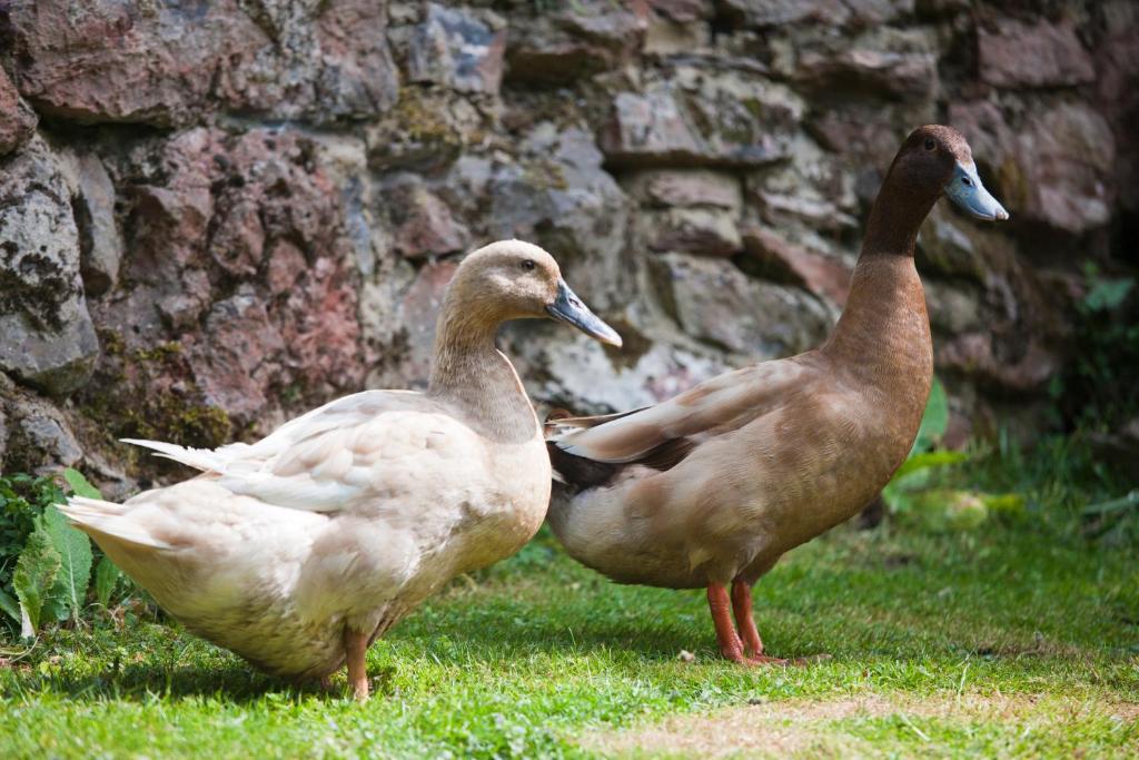 Haytor Hotel Torquay Εξωτερικό φωτογραφία